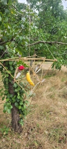 Pleziervanger